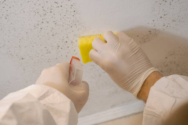 Best Forensic Mold Investigation  in Alma, GA